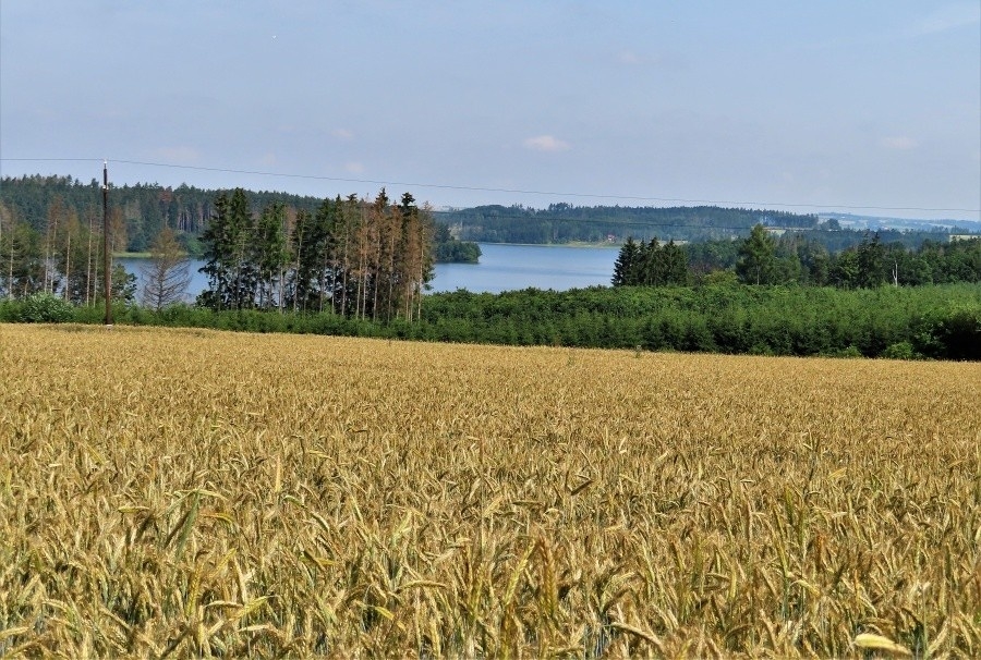 Želivka